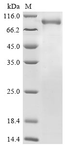 Greater than 85% as determined by SDS-PAGE.