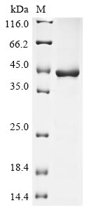 Greater than 85% as determined by SDS-PAGE.Recombinant Human Bone Marrow Proteoglycan (PRG2) Protein (His-GST)