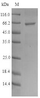 Greater than 90% as determined by SDS-PAGE.