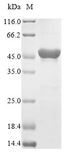 Greater than 85% as determined by SDS-PAGE.