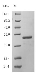 Greater than 90% as determined by SDS-PAGE.