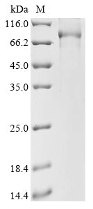 Greater than 90% as determined by SDS-PAGE.