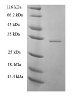 Greater than 90% as determined by SDS-PAGE.