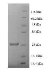 Greater than 90% as determined by SDS-PAGE.