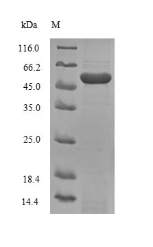 Greater than 90% as determined by SDS-PAGE.Recombinant Mouse Prominin-1 (PROM1) Protein (His-SUMO)
