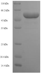 Greater than 90% as determined by SDS-PAGE.
