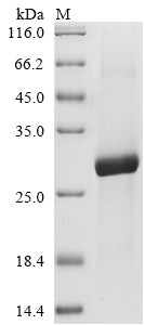 Greater than 90% as determined by SDS-PAGE.