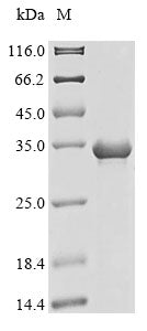 Greater than 85% as determined by SDS-PAGE.Recombinant Human Trypsin-1 (PRSS1) Protein (His&Myc)