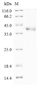Greater than 85% as determined by SDS-PAGE.Recombinant Human Trypsin-1 (PRSS1) Protein (His-GST)
