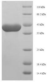 Greater than 90% as determined by SDS-PAGE.Recombinant Rat Anionic Trypsin-1 (PRSS1) Protein (His-SUMO)