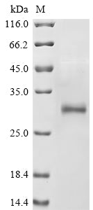 Greater than 85% as determined by SDS-PAGE.