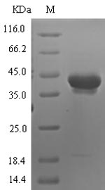 Greater than 90% as determined by SDS-PAGE.Recombinant Human Neurotrypsin (PRSS12) Protein (His-SUMO)