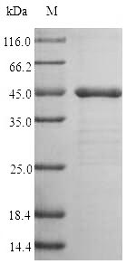 Greater than 85% as determined by SDS-PAGE.Recombinant Human Trypsin-2 (PRSS2) Protein (His-SUMO)