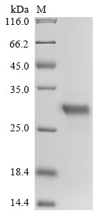 Greater than 90% as determined by SDS-PAGE.Recombinant Human Trypsin-2 (PRSS2) Protein (His)