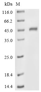 Greater than 90% as determined by SDS-PAGE.Recombinant Human Trypsin-2 (PRSS2) Protein (GST)