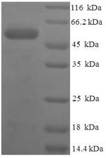 Greater than 90% as determined by SDS-PAGE.
