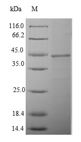Greater than 90% as determined by SDS-PAGE.Recombinant Mouse Enteropeptidase (TMPRSS15) Protein (His-SUMO)