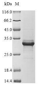 Greater than 85% as determined by SDS-PAGE.