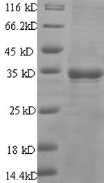 Greater than 90% as determined by SDS-PAGE.