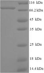 Greater than 90% as determined by SDS-PAGE.Recombinant Human Pc4 And Sfrs1-Interacting Protein (PSIP1) Protein (His-SUMO)