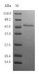 Greater than 90% as determined by SDS-PAGE.