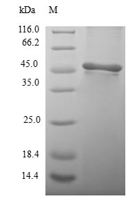 Greater than 90% as determined by SDS-PAGE.