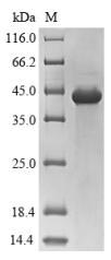 Greater than 85% as determined by SDS-PAGE.Recombinant Human Proteasome Subunit Beta Type-8 (PSMB8) Protein (His-SUMO&Myc)
