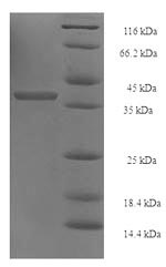 Greater than 90% as determined by SDS-PAGE.