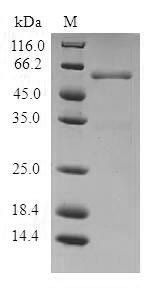 Greater than 90% as determined by SDS-PAGE.
