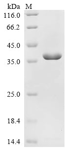 Greater than 90% as determined by SDS-PAGE.