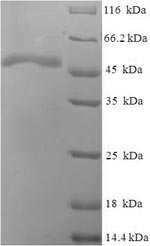 Greater than 90% as determined by SDS-PAGE.