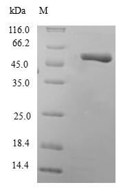 Greater than 90% as determined by SDS-PAGE.