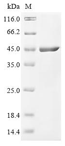 Greater than 90% as determined by SDS-PAGE.