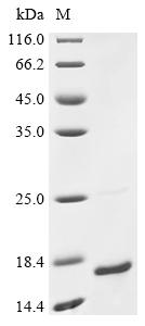 Greater than 90% as determined by SDS-PAGE.Recombinant Human Prostaglandin E2 Receptor Ep3 Subtype (PTGER3) Protein (His)