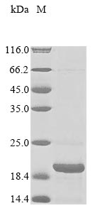 Greater than 85% as determined by SDS-PAGE.Recombinant Cynomolgus Monkey Parathyroid Hormone (PTH) Protein (His&Myc)