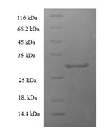 Greater than 90% as determined by SDS-PAGE.