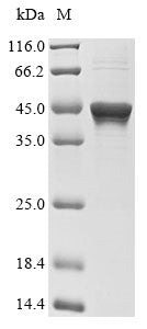 Greater than 85% as determined by SDS-PAGE.Recombinant Human Tyrosine-Protein Phosphatase Non-Receptor Type 1 (PTPN1) Protein (His&Myc)