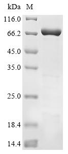 Greater than 90% as determined by SDS-PAGE.Recombinant Human Tyrosine-Protein Phosphatase Non-Receptor Type 11 (PTPN11) Protein (His)