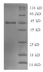 Greater than 90% as determined by SDS-PAGE.Recombinant Human Tyrosine-Protein Phosphatase Non-Receptor Type 5 (PTPN5) Protein (His-SUMO)