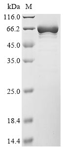 Greater than 85% as determined by SDS-PAGE.Recombinant Mouse Tyrosine-Protein Phosphatase Non-Receptor Type 6 (PTPN6) Protein (His)