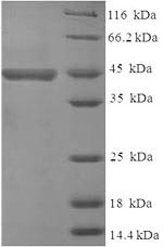 Greater than 90% as determined by SDS-PAGE.Recombinant Human Receptor-Type Tyrosine-Protein Phosphatase Zeta (PTPRZ1) Protein (His-SUMO)