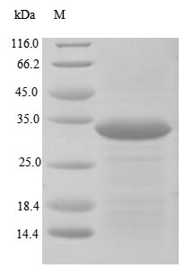 Greater than 85% as determined by SDS-PAGE.Recombinant Human Receptor-Type Tyrosine-Protein Phosphatase Zeta (PTPRZ1) Protein (His)