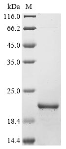 Greater than 90% as determined by SDS-PAGE.Recombinant Mouse Parvalbumin Alpha (PVALB) Protein (His&Myc)