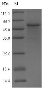 Greater than 90% as determined by SDS-PAGE.