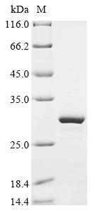 Greater than 90% as determined by SDS-PAGE.Recombinant Mouse Peptide Yy (PYY) Protein (GST)