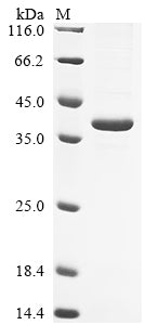 Greater than 90% as determined by SDS-PAGE.Recombinant Mouse Glutaminyl-Peptide Cyclotransferase (QPCT) Protein (His)