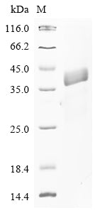 Greater than 85% as determined by SDS-PAGE.Recombinant Human Sulfhydryl Oxidase 1 (QSOX1) Protein (His-GST&Myc)