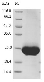Greater than 90% as determined by SDS-PAGE.Recombinant Human Ras-Related Protein Rab-10 (RAB10) Protein (His)