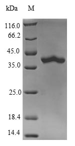 Greater than 90% as determined by SDS-PAGE.Recombinant Mouse Ras-Related Protein Rab-10 (RAB10) Protein (His-SUMO)