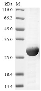 Greater than 85% as determined by SDS-PAGE.Recombinant Mouse Ras-Related Protein Rab-10 (RAB10) Protein (His)